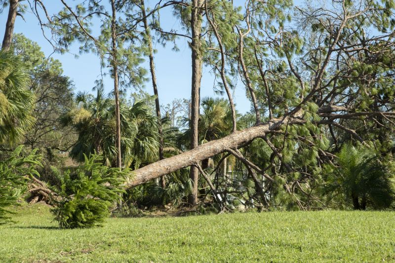 Tree Uprooted in a Yard
