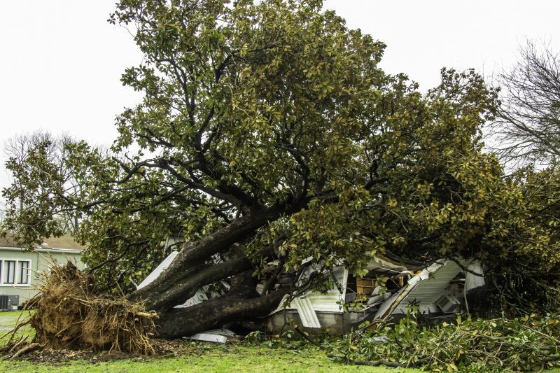 Storm Damage Tree Fall