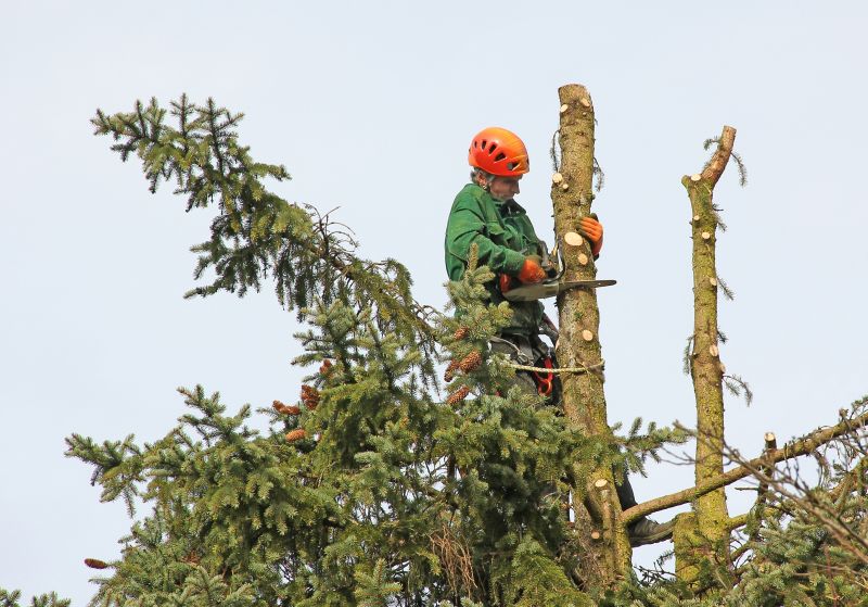 The Importance Of Regular Tree Trimming For Property Safety