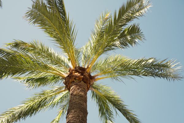 Palm Tree Pruning in Chesterfield