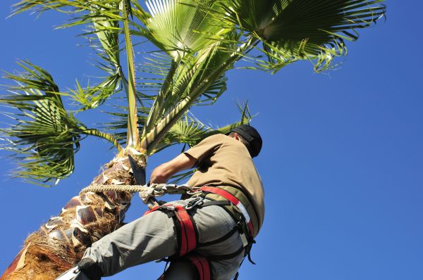 Palm Tree Trimming in Chesterfield