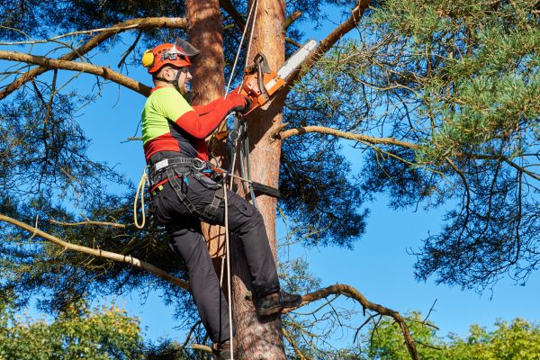 Tree Service in Chesterfield
