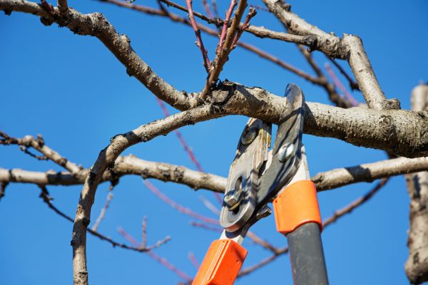 Tree Shearing in Chesterfield