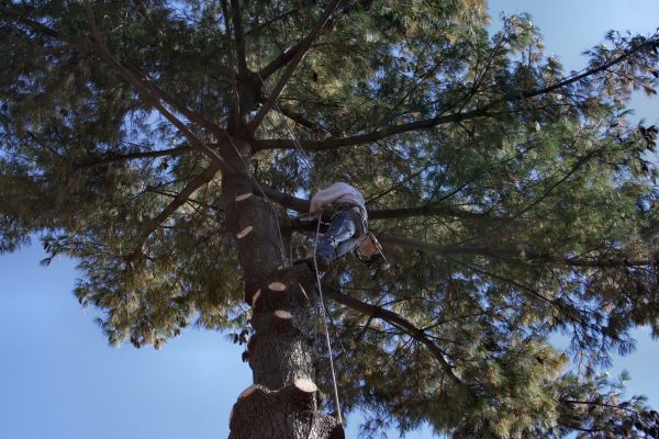 Trimming Service in Chesterfield