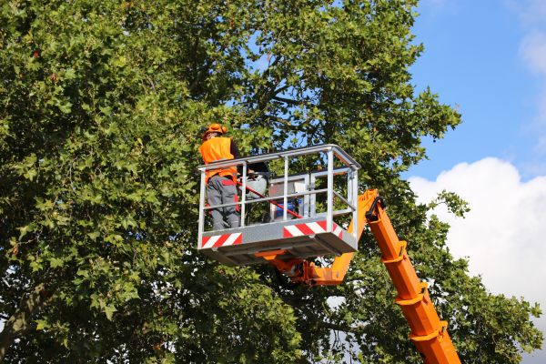 Commercial Tree Service in Chesterfield