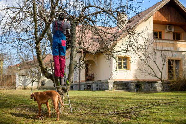 Residential Tree Trimming in Chesterfield