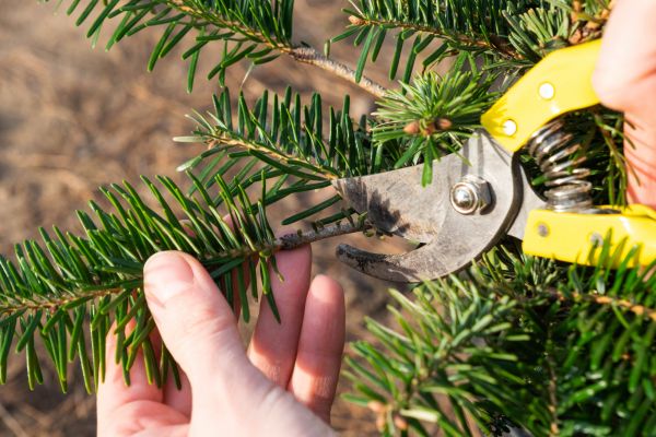 Pine Tree Pruning in Chesterfield