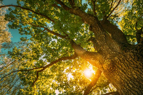 Oak Tree Pruning in Chesterfield