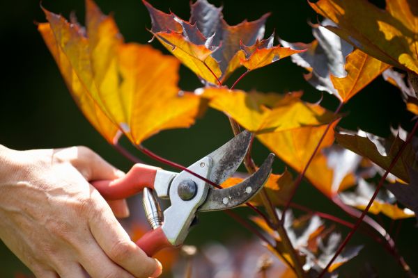Maple Tree Pruning in Chesterfield