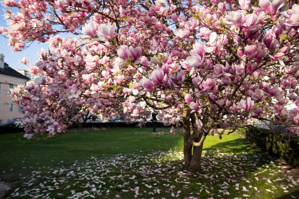 Magnolia Tree Pruning in Chesterfield