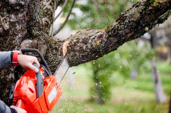 Tree Limbs Removal in Chesterfield