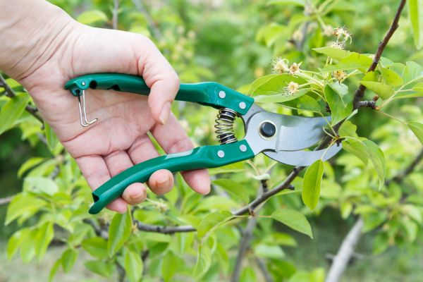 Pear Tree Pruning in Chesterfield