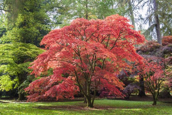 Japanese Maple Pruning in Chesterfield