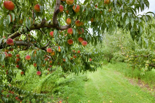 Peach Tree Pruning in Chesterfield