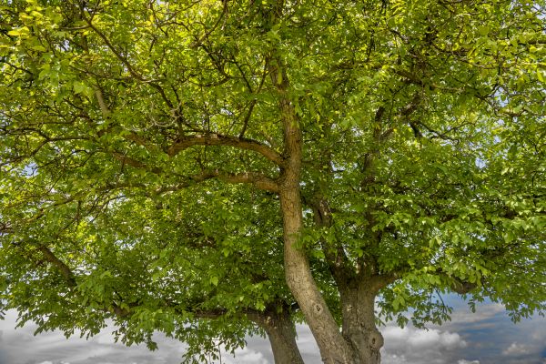 Walnut Tree Trimming in Chesterfield
