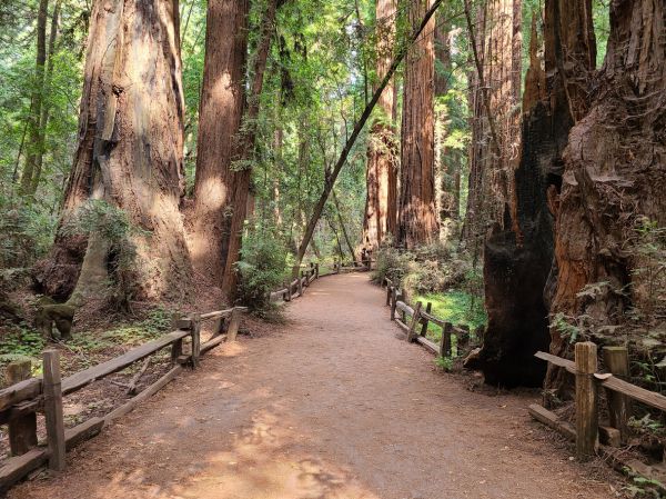 Redwood Tree Pruning in Chesterfield
