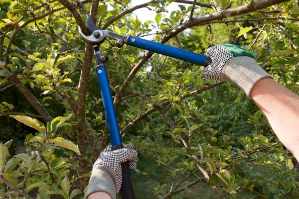 Residential Tree Pruning in Chesterfield