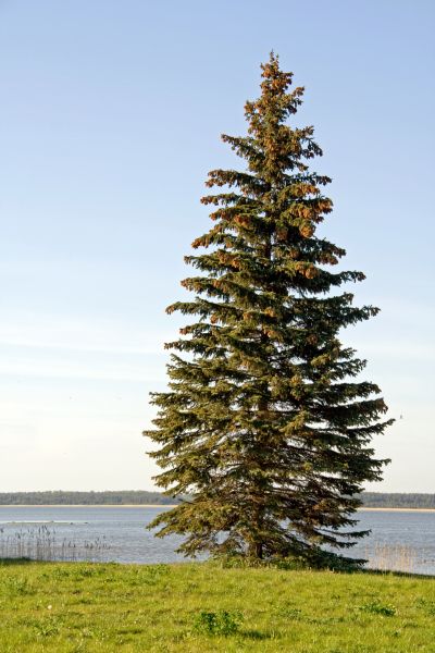 Spruce Tree Pruning in Chesterfield