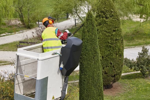 Cypress Tree Pruning in Chesterfield