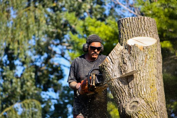 Ash Tree Pruning in Chesterfield
