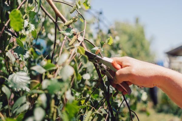 Birch Tree Pruning in Chesterfield