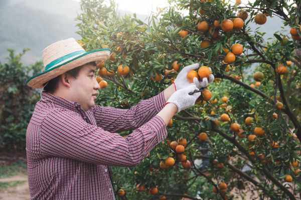 Orange Tree Pruning in Chesterfield