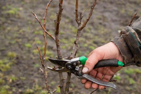 Pear Trees Pruning in Chesterfield