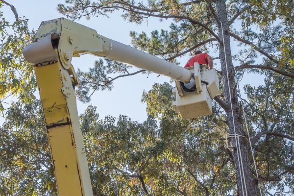 Limbs Trimming in Chesterfield