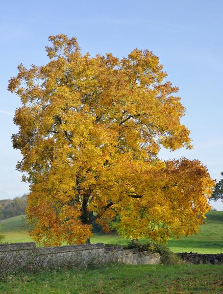 Hickory Tree Trimming in Chesterfield