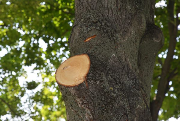 Limb Cutting in Chesterfield