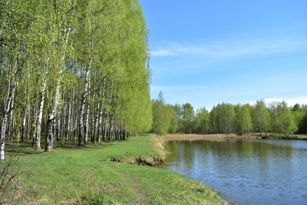 River Birch Pruning in Chesterfield