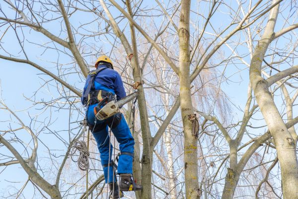 Large Tree Trimming in Chesterfield